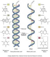     rna     