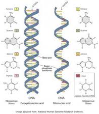     rna     