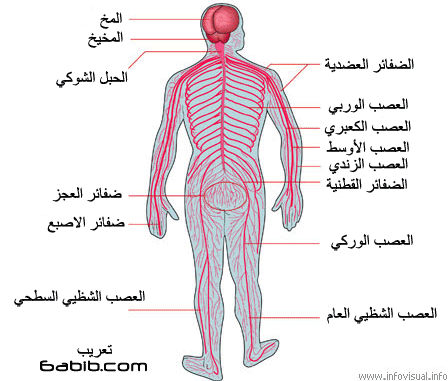 ملخص درس الجهاز العصبي علوم ثاني عشر علمي