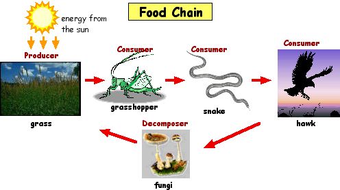 تقرير جاهز كامل عن درس food chainمادة اللغة الانكليزية صف حادي عشر علمي