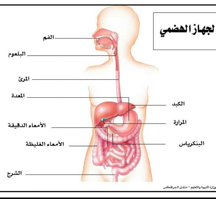 تلخيص واتمتة الجهاز الهضمي في التشريح العام لطلاب السنة التحضيرية في سوريا