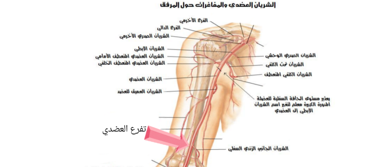 شرايين الطرف العلوي لطلاب السنة التحضيرية في سوريا