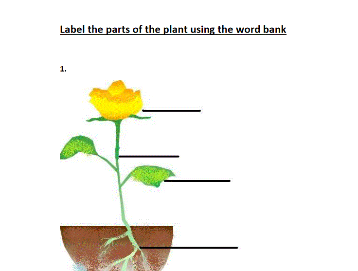 science test grade2 Post image of science test grade2