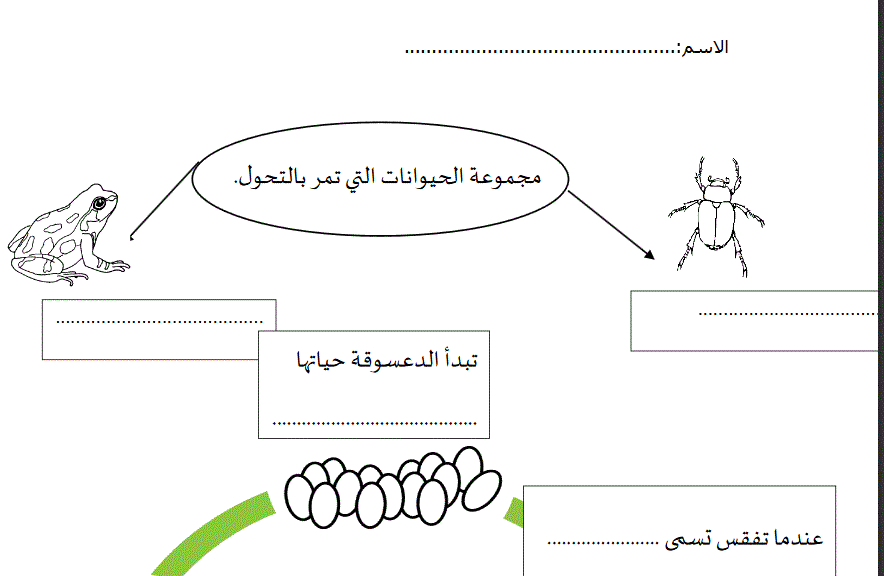 ورقة عمل لدورة حياة الحيوانات العلوم الصف الثالث Post image of ورقة عمل لدورة حياة الحيوانات العلوم الصف الثالث