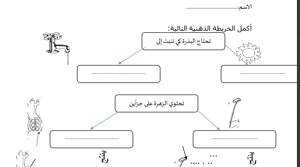 دورة حياة النبات الصف الثالث العلوم Post image of دورة حياة النبات الصف الثالث العلوم