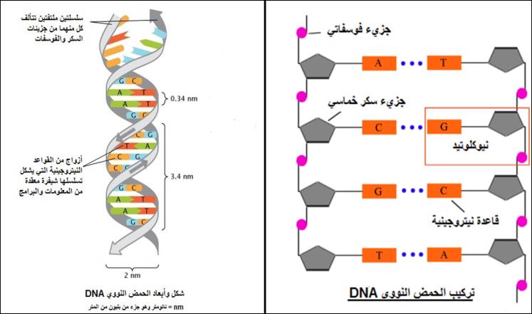   -    dna  rna 