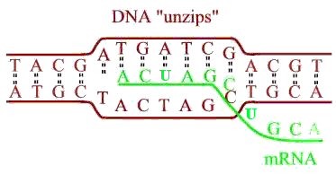   -    dna  rna 