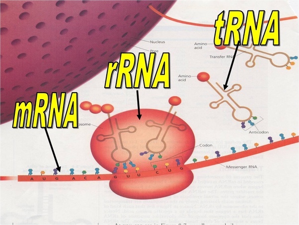   -    dna  rna 